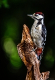 Woodpecker on branch, Netherlands